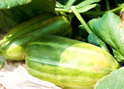 秋吃瓜怎么吃最好,秋季吃瓜的最佳方式揭秘