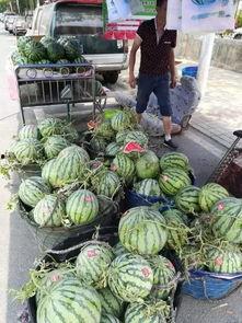 庵埠公园吃瓜事件,一场引发热议的公共道德风波