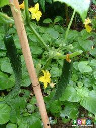 菜园吃瓜小技巧,轻松掌握小技巧,夏日美味尽享