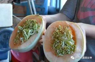 怎么处理吃瓜捞,策略与技巧全解析