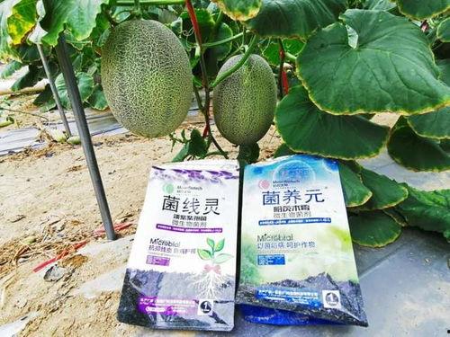 长垣吃瓜后续情况,真相大白,各方反应汇总