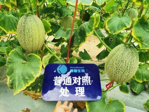 长垣吃瓜后续情况,真相大白,各方反应汇总